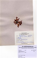 藏品(角叉菜)的圖片